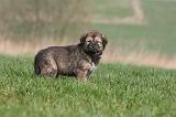 DOGUE DU TIBET 271